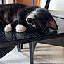 Harold is registered to the contest to win money with this photo: kitten, black_and_white, sleeping, chair, wooden_furniture, paw, indoor, floor, quiet, resting, pet, animal, cute, feline, whiskers, cozy, relaxation, domestic, small, peaceful