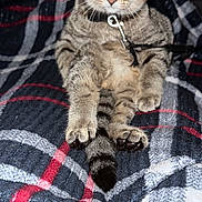 Duke joined the competition — help win amazing prizes! cat, kitten, tabby, pet, collar, indoor, plaid_blanket, sitting, green_eyes, feline, cute, young_animal, domestic_cat, fur, whiskers, paws, looking_at_camera, resting, cozy, household