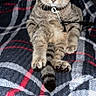 cat, kitten, tabby, pet, collar, indoor, plaid_blanket, sitting, green_eyes, feline, cute, young_animal, domestic_cat, fur, whiskers, paws, looking_at_camera, resting, cozy, household