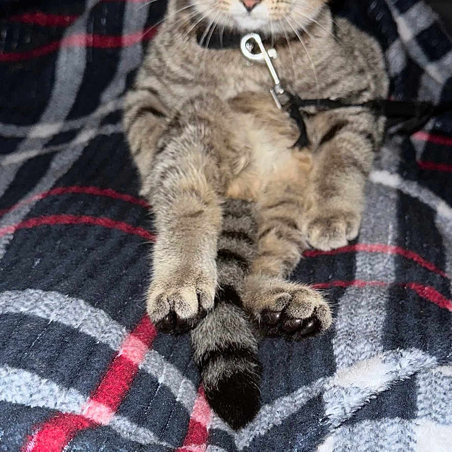 Duke