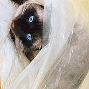 Maggy a rejoint le concours — aidez-le/la à gagner de superbes lots ! balinese, birman, carnivoran, cat, cat_like_mammal, domestic_short_haired_cat, eye, fur, iris, kitten, small_to_medium_sized_cats, snout, whiskers