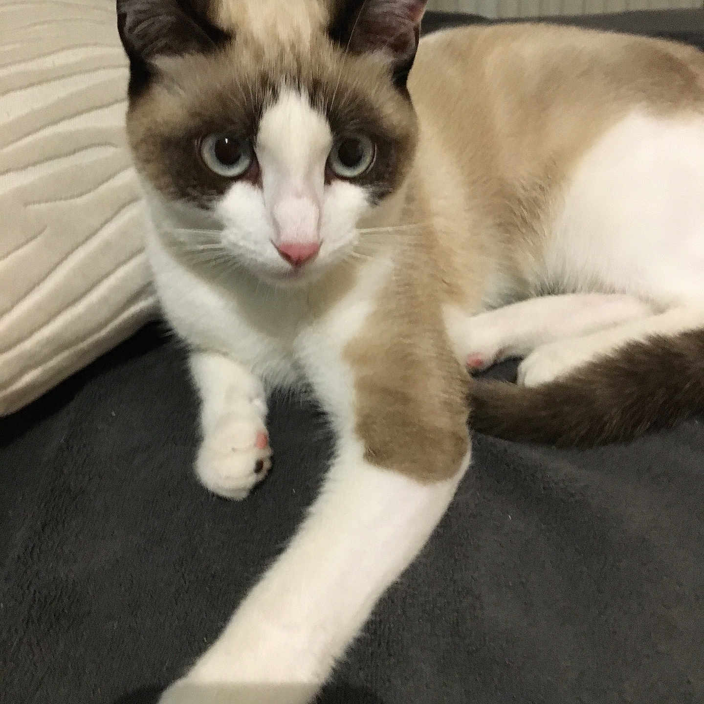 Marylou participe au concours pour gagner de l'argent avec cette photo : animal, blue_eyes, brown_fur, cat, closeup, cushion, cute, domestic_cat, ears, feline, fur, indoor, looking, paw, pet, pillow, relaxed, stretching, whiskers, white_fur