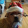 animal, brown_fur, canine, cheerful, christmas_hat, closeup, companion, cozy, curious, cute, dog, domestic, festive, furry, holiday, holiday_season, indoor, living_room, pet, wooden_floor