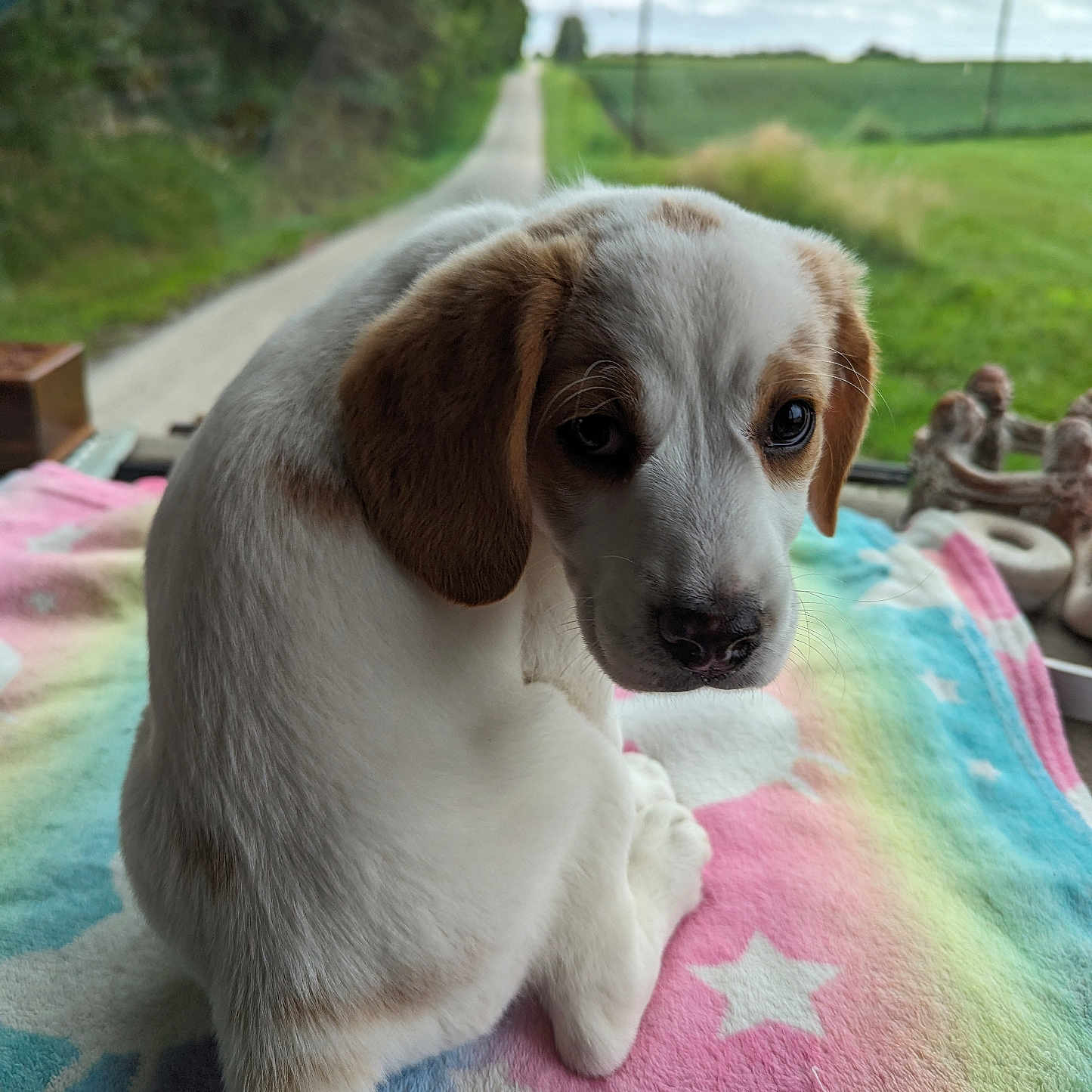 Honey joined the competition — help win amazing prizes! animal, beagle, blanket, canine, cockerspaniel, dog, grass, homedecor, hound, labradorretriever, laundry, linen, pet, plant, pointer, puppy, quilt, towel