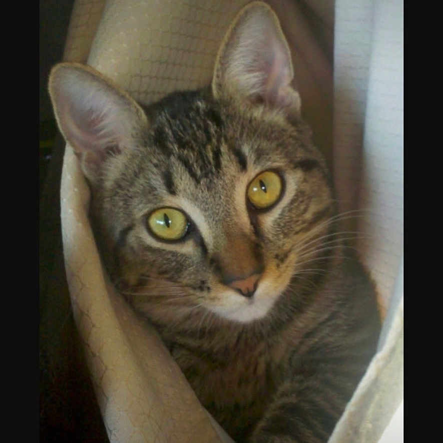 Wilson joined the competition — help win amazing prizes! cat, tabby, curious, eyes, curtain, indoor, pet, feline, striped, whiskers, cozy, closeup, face, animal, cute, alert, domestic, fur, yellow_eyes, relaxed