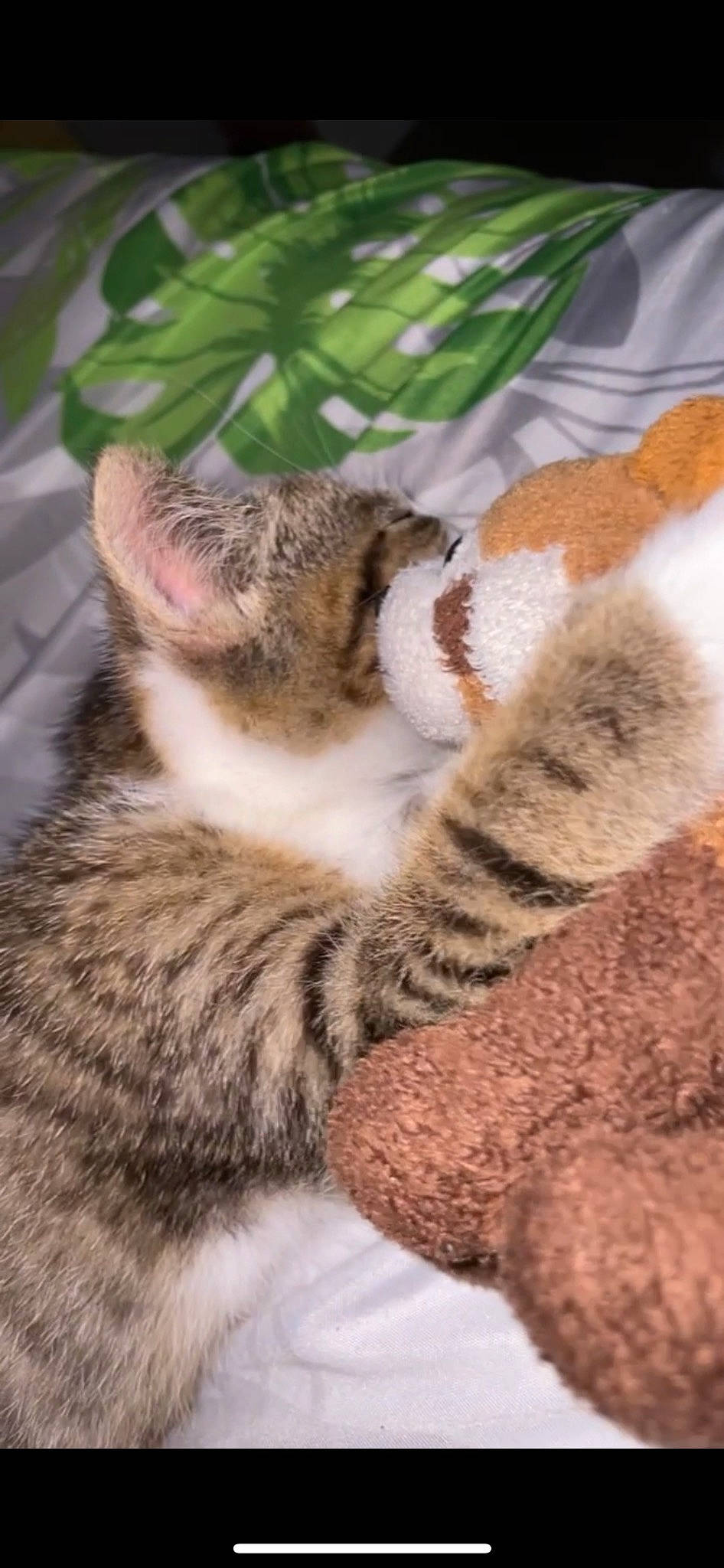 Titoune participe au concours pour gagner de l'argent avec cette photo : carnivore, cat, claw, comfort, domestic_short_haired_cat, eye, fawn, felidae, fur, grass, paw, plant, small_to_medium_sized_cats, snout, tail, terrestrial_animal, tree, whiskers, wildlife, wood