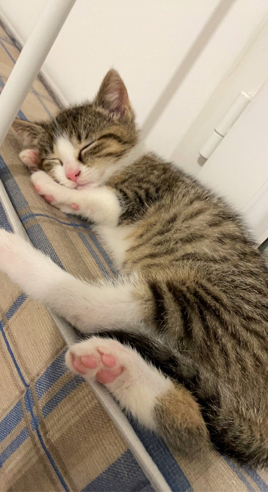 Titoune a rejoint le concours — aidez-le/la à gagner de superbes lots ! carnivore, cat, claw, comfort, domestic_short_haired_cat, felidae, fur, paw, pet_supply, sitting, small_to_medium_sized_cats, snout, whiskers