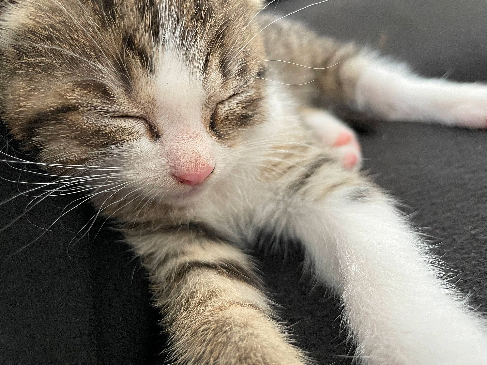 Titoune a rejoint le concours — aidez-le/la à gagner de superbes lots ! carnivore, cat, claw, close_up, comfort, domestic_short_haired_cat, eye, felidae, fur, nap, paw, sleep, small_to_medium_sized_cats, snout, tail, terrestrial_animal, whiskers, wildlife