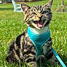 cat, kitten, tabby, harness, blue, grass, outdoor, green, pet, animal, playful, happy, young, meowing, nature, sunlight, whiskers, ears, feline, leash