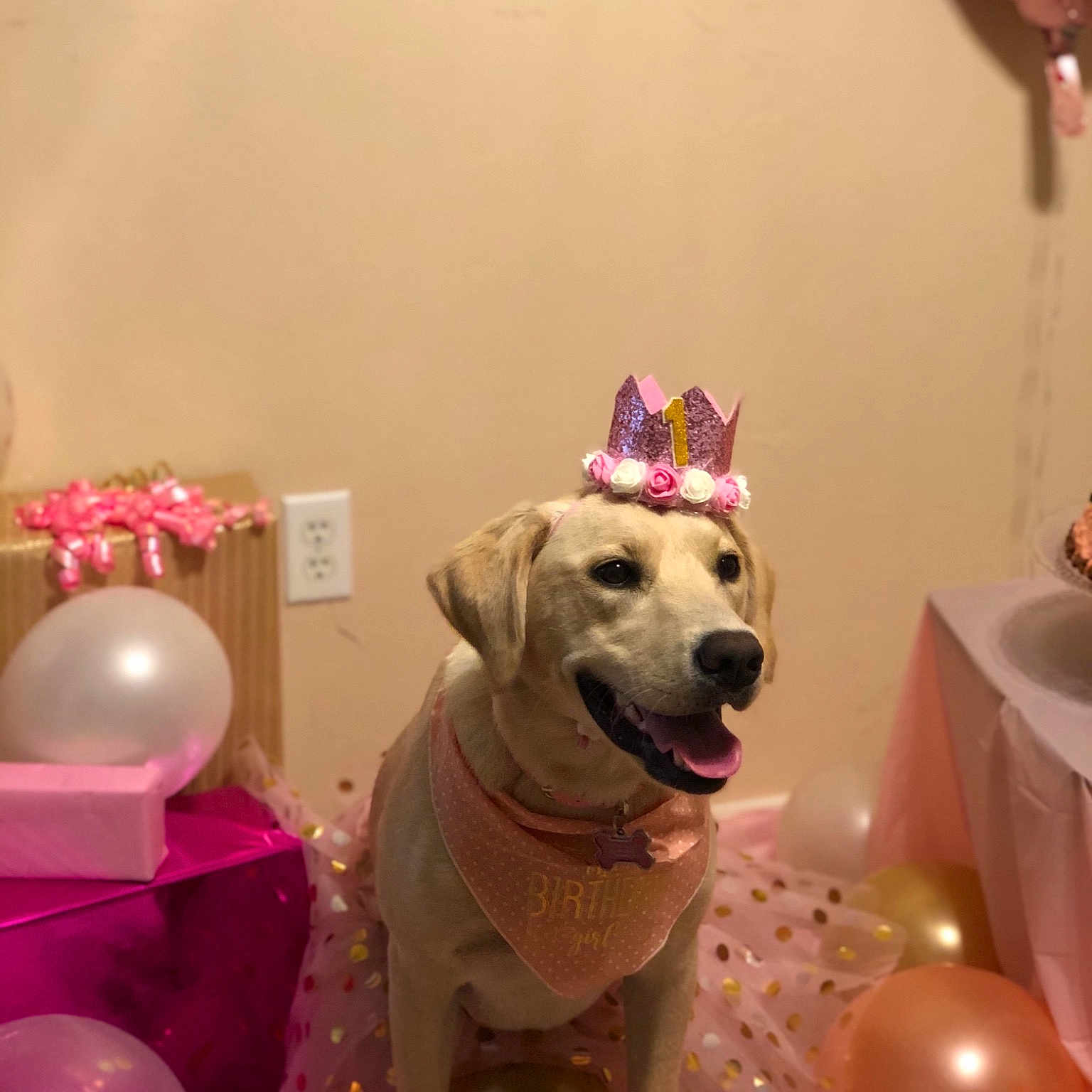 Willow joined the competition — help win amazing prizes! canidae, carnivore, dog, dog_breed, fawn, interior_design, labrador_retriever, non_sporting_group, party, party_hat, party_supply, pink, sporting_group