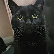 Pantera is registered to the contest to win money with this photo: cat, black_cat, pet, feline, close_up, portrait, whiskers, yellow_eyes, indoor, curious, looking_at_camera, ears, nose, fur, sitting, domestic_animal, closeup, whisker_detail, adorable, eye_contact