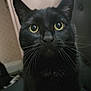cat, black_cat, pet, feline, close_up, portrait, whiskers, yellow_eyes, indoor, curious, looking_at_camera, ears, nose, fur, sitting, domestic_animal, closeup, whisker_detail, adorable, eye_contact