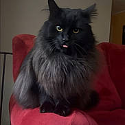 Onyx joined the competition — help win amazing prizes! animal, armchair, black_cat, cat, cute, domestic_cat, ears, feline, fluffy, furniture, house_pet, indoor, long_hair, mammal, pet, portrait, red_chair, sitting, tongue_out, whiskers