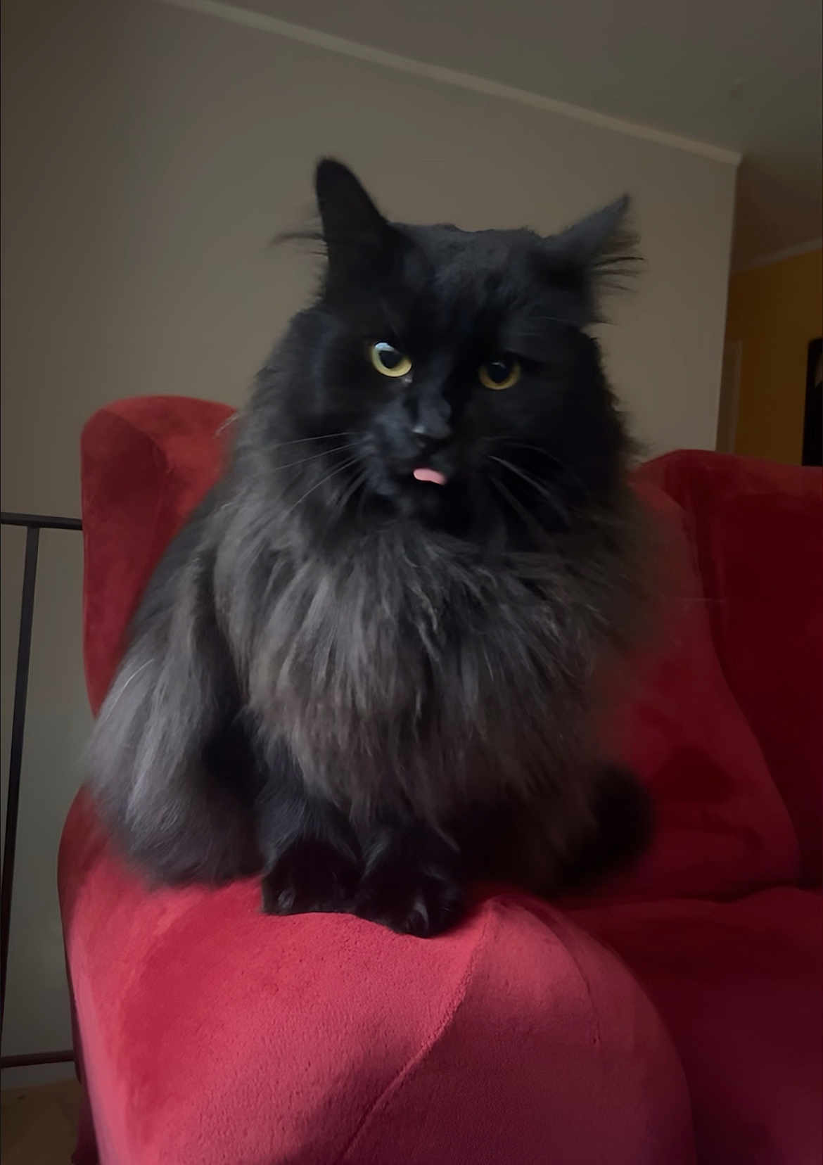 Onyx