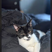 Kyo joined the competition — help win amazing prizes! cat, black_and_white, pet, animal, feline, indoor, cozy, blanket, resting, cute, lying_down, fur, whiskers, ears, eyes, portrait, soft_focus, comfortable, relaxed, bedroom