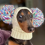 Kwinie a rejoint le concours — aidez-le/la à gagner de superbes lots ! dog, knitted_hat, pom_poms, brown_dog, indoor, portrait, cute, pet, animal, fashion, winter_accessory, close_up, headwear, colorful, wool, cozy, sitting, looking_away, domestic_animal, soft_texture