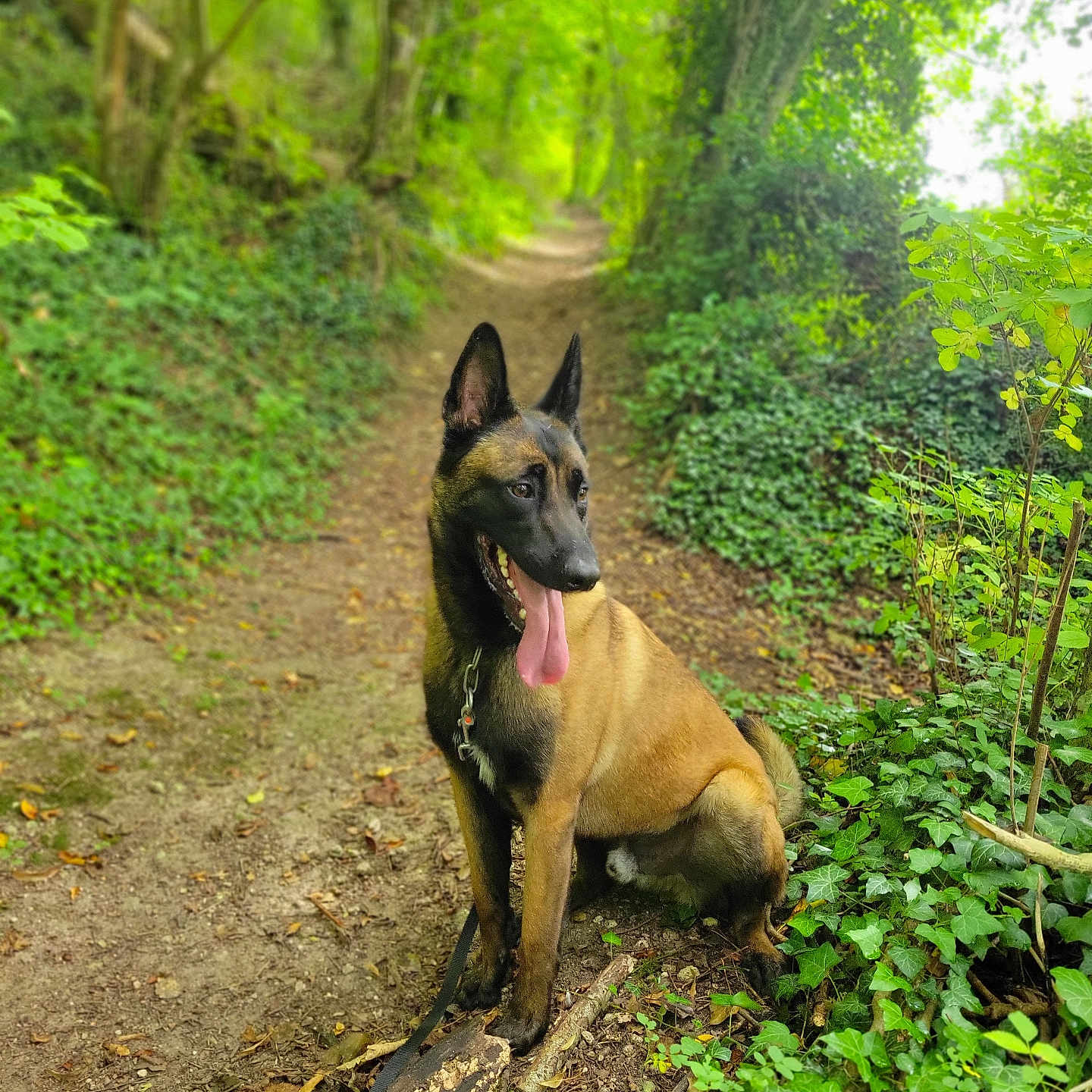 Saïko participe au concours pour gagner de l'argent avec cette photo : animal, canine, grass, green, grove, herbal, herbs, jungle, land, nature, outdoors, path, plant, rainforest, rock, soil, trail, tree, vegetation, woodland
