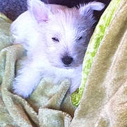 Buddy is registered to the contest to win money with this photo: