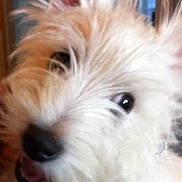Buddy is registered to the contest to win money with this photo: