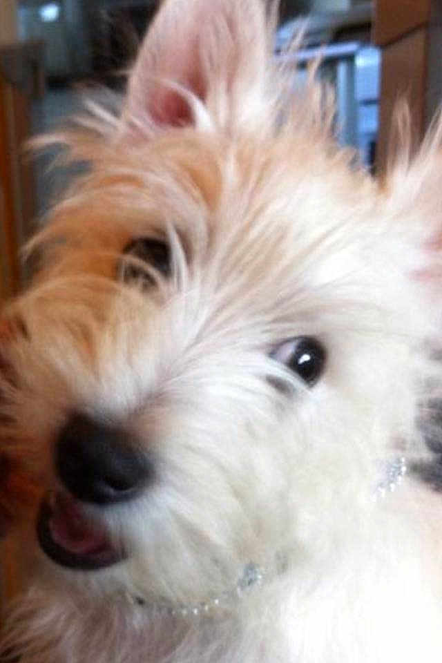 Buddy