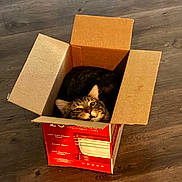 Carl is registered to the contest to win money with this photo: cat, tabby_cat, cardboard_box, floor, wooden_floor, pet, animal, indoor, box, container, feline, looking_up, relaxed, cute, cozy, domestic_animal, whiskers, ears, fur, playful