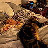 baby, cat, bed, blanket, sleeping, tabby_cat, indoor, nighttime, pillow, furniture, bedroom, cozy, child, pet, rest, soft_lighting, nightstand, alarm_clock, fan, relaxation