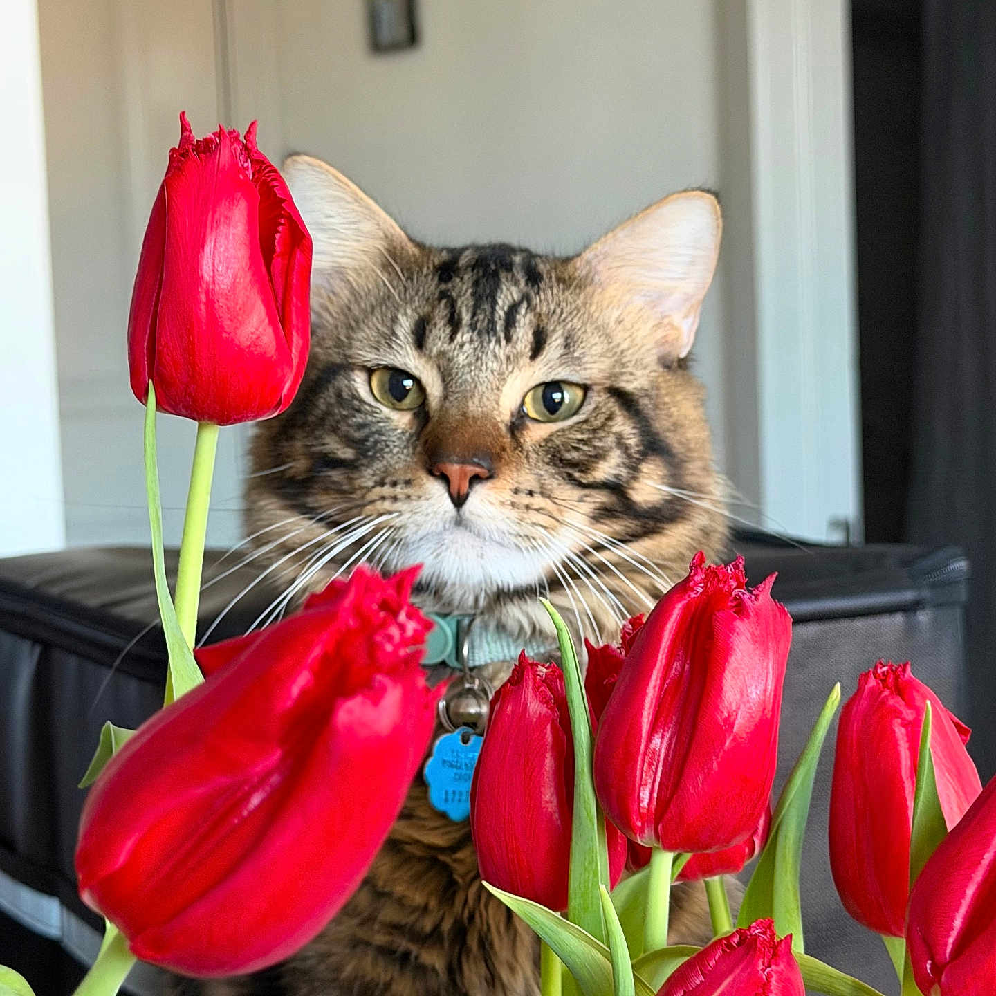 Carl is registered to the contest to win money with this photo: cat, tabby_cat, flowers, red_tulips, indoor, pet, plant, close_up, domestic_cat, green_stems, flower_bouquet, feline, whiskers, curious, houseplant, nature, colorful, spring, leaf, background