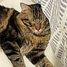 Carl is registered to the contest to win money with this photo: cat, tabby, fur, pet, sleeping, tongue_out, curtain, indoor, floor, tile, relaxing, whiskers, paw, striped, mammal, cute, animal, domestic, resting, cozy