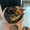 Carl joined the competition — help win amazing prizes! cat, tabby_cat, sleeping, cat_perch, pet_toys, wooden_floor, indoor, cozy, feline, fur, tail, resting, animal, domestic_cat, cat_nap, soft, quiet, peaceful, curled_up, pet