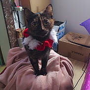 Corail participe au concours pour gagner de l'argent avec cette photo : animal, blanket, box, cat, collar, cozy, curious, decor, domestic, floor, furniture, home, indoor, pet, pink, red, soft, tortoiseshell, white, wide_eyes