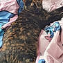 cat, tortoiseshell, pet, animal, feline, fur, resting, blanket, cartoon, colorful, indoor, cozy, relaxed, sleepy, tail, whiskers, bed, cute, domestic, soft