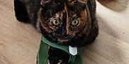 Corail participe au concours pour gagner de l'argent avec cette photo : cat, tortoiseshell_cat, green_sandal, shoe, wooden_floor, indoor, pet, animal, curious, wide_eyes, feline, cozy, domestic, flooring, footwear, close_up, cute, resting, home, casual