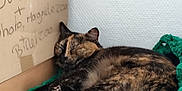 Corail a rejoint le concours — aidez-le/la à gagner de superbes lots ! animal, cardboard_box, cat, corner, cozy, cute, domestic, feline, fur, green_blanket, handwritten_text, indoor, knitted_blanket, nap, pet, relaxation, resting, sleeping, tortoiseshell, wall