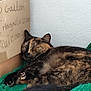 animal, cardboard_box, cat, corner, cozy, cute, domestic, feline, fur, green_blanket, handwritten_text, indoor, knitted_blanket, nap, pet, relaxation, resting, sleeping, tortoiseshell, wall
