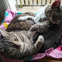 Mimi a rejoint le concours — aidez-le/la à gagner de superbes lots ! cat, cats, feline, pet, pets, animal, animals, cozy, blanket, basket, window, indoor, resting, sleeping, fur, whiskers, cute, snuggling, relaxed, domestic