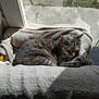 Mimi participe au concours pour gagner de l'argent avec cette photo : cat, tabby, sleeping, cozy, blanket, window, sunlight, indoor, pet, resting, feline, fur, paw, peaceful, nap, animal, domestic, soft, warm, daylight