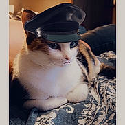 Baby Girl is registered to the contest to win money with this photo: animal, bed, blanket, calico, cat, cozy, cute, digital_edit, domestic_animal, feline, fur, hat, headwear, indoor, mammal, pet, portrait, relaxed, resting, whiskers