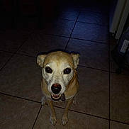 Sheri joined the competition — help win amazing prizes! dog, pet, animal, indoor, tile_floor, brown, white, small_dog, canine, looking_up, flash_photo, dark_background, floor_tiles, sitting, ears, eyes, nose, mouth, collar, tag