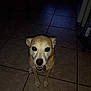 dog, pet, animal, indoor, tile_floor, brown, white, small_dog, canine, looking_up, flash_photo, dark_background, floor_tiles, sitting, ears, eyes, nose, mouth, collar, tag