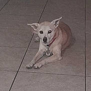 Sheri is registered to the contest to win money with this photo: alert, animal, calm, canine, collar, companionship, dog, domestic, ears, floor, four_legs, indoor, laying_down, looking_at_camera, muzzle, pet, quiet, resting, small_dog, tile