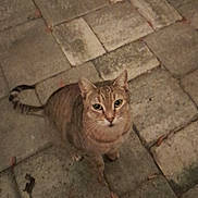 Kitty joined the competition — help win amazing prizes! cat, tabby, outdoor, stone_pavement, curious, animal, pet, feline, whiskers, tail, ears, eyes, nature, leaves, texture, ground, sitting, looking_up, mammal, cute