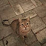 cat, tabby, outdoor, stone_pavement, curious, animal, pet, feline, whiskers, tail, ears, eyes, nature, leaves, texture, ground, sitting, looking_up, mammal, cute