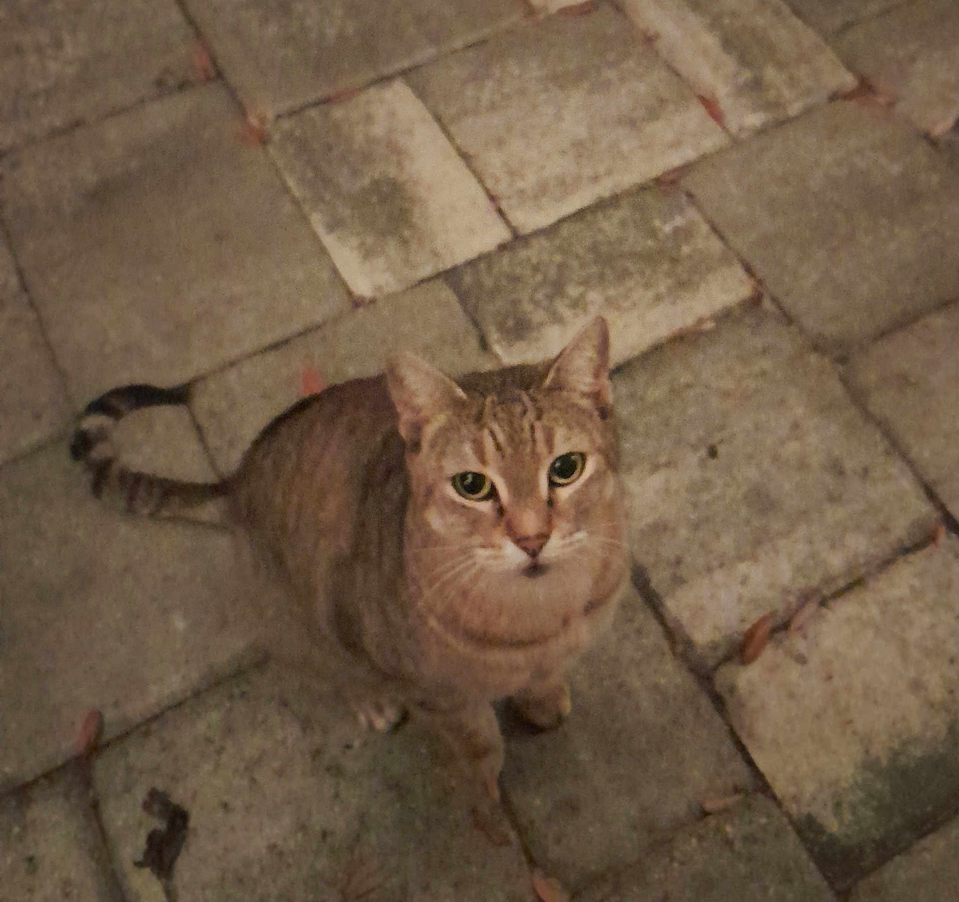 Kitty