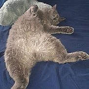 Jimmy joined the competition — help win amazing prizes! animal, bed, blue_bedspread, cat, cozy, cute, domestic_cat, feline, fluffy, fur, gray_cat, indoor, paw, pet, plush, relaxed, resting, sleeping, soft, stuffed_animal
