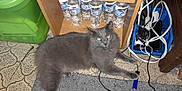 Jimmy joined the competition — help win amazing prizes! animal, cables, carpet, cat, curious, domestic, electronic_wires, floor, floor_tiles, fluffy_cat, gray_cat, household_items, indoor, looking_at_camera, messy_cables, pet, plastic_container, resting, water_bottles, wooden_shelf