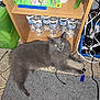 cat, gray_cat, fluffy_cat, carpet, wooden_shelf, water_bottles, plastic_container, cables, electronic_wires, floor_tiles, indoor, pet, animal, resting, looking_at_camera, curious, household_items, messy_cables, domestic, floor