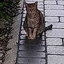 cat, tabby_cat, sitting, stone_path, pavement, outdoor, plants, greenery, animal, pet, feline, striped, calm, nature, daylight, walkway, quiet, alone, looking, resting