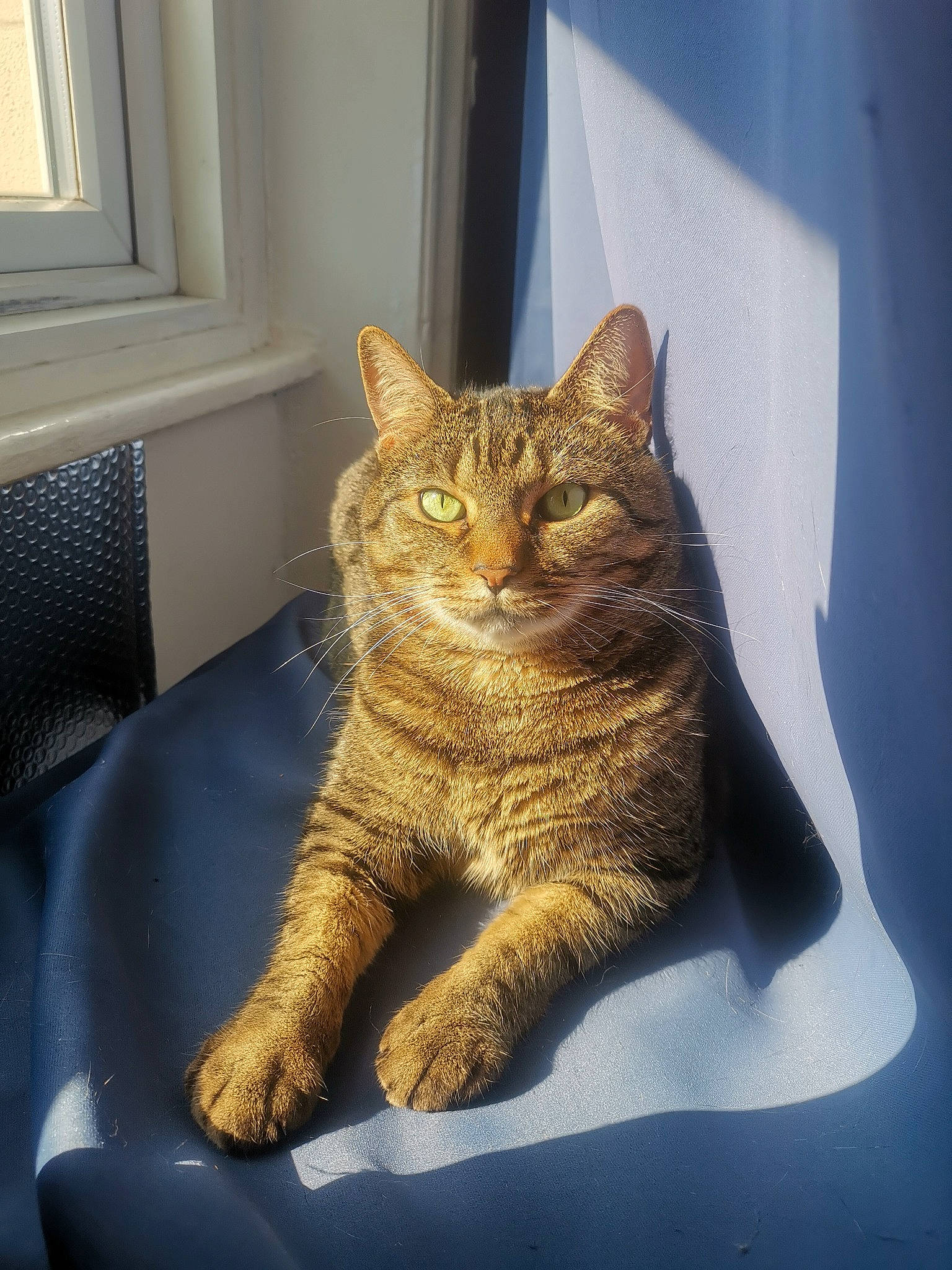 Sirius is registered to the contest to win money with this photo: carnivore, cat, cat_supply, chair, claw, comfort, domestic_short_haired_cat, door, fawn, felidae, fur, grey, paw, sitting, small_to_medium_sized_cats, snout, tail, terrestrial_animal, whiskers, window