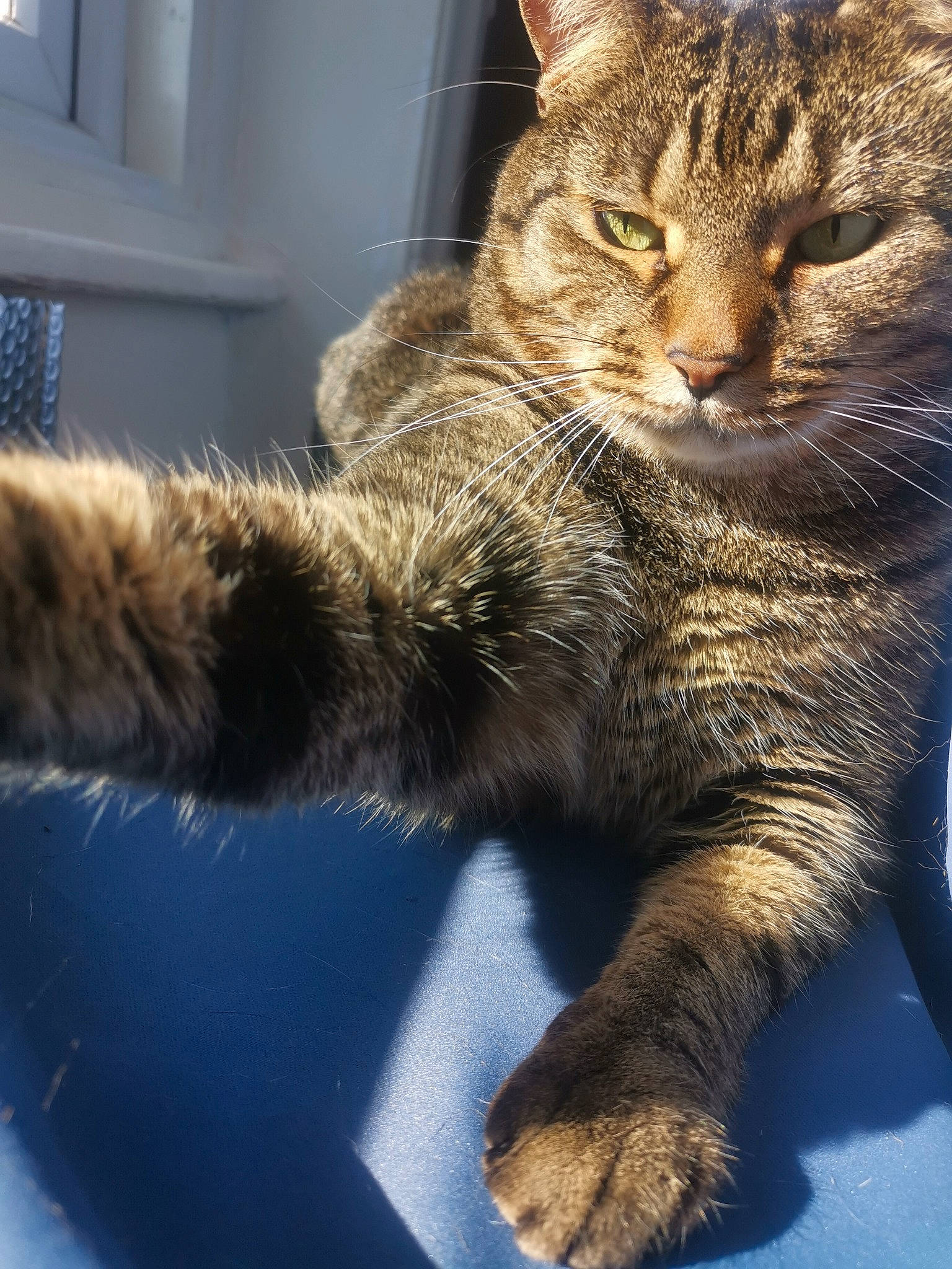 Sirius is registered to the contest to win money with this photo: carnivore, cat, claw, comfort, domestic_short_haired_cat, felidae, fur, gesture, mammal, paw, sitting, small_to_medium_sized_cats, snout, tail, terrestrial_animal, vertebrate, whiskers, wildlife, window