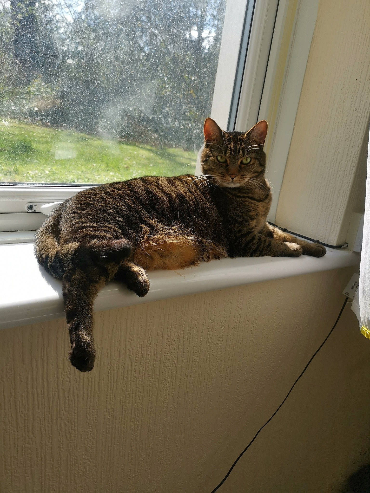 Sirius joined the competition — help win amazing prizes! carnivore, cat, comfort, domestic_short_haired_cat, fawn, felidae, fur, hardwood, plant, room, sitting, small_to_medium_sized_cats, snout, tail, terrestrial_animal, tree, whiskers, window, window_covering, wood